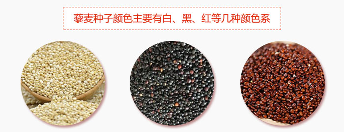 藜麥種子顏色主要有白、黑、紅等幾種顏色系，營養(yǎng)成分相差不大，其中白色口感好，黑、紅色口感相對差些，籽粒也較小。