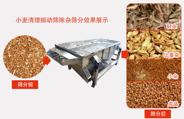 小麥清理振動(dòng)篩小麥篩分效果展示圖可同時(shí)篩分出輕雜，比重雜，小雜，成品等四個(gè)等級(jí)。